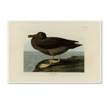Audubon 'Dusky Albatrosplate 407' Canvas Art,30x47
